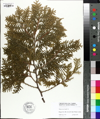 Thuja occidentalis image