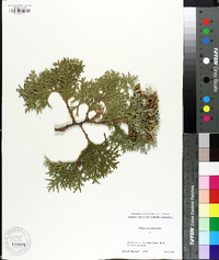 Thuja occidentalis image