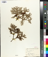 Thuja occidentalis image