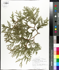 Thuja koraiensis image