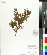 Thuja occidentalis image