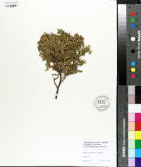 Thuja occidentalis image