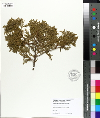 Thuja occidentalis image