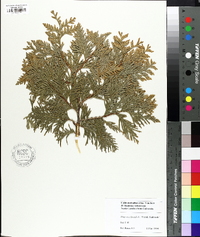 Thuja occidentalis image