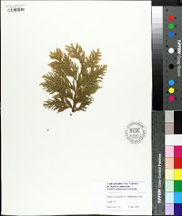 Thuja occidentalis image