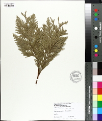 Thuja occidentalis image