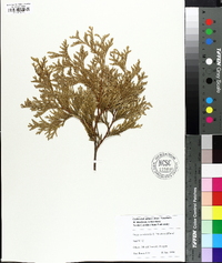 Thuja occidentalis image