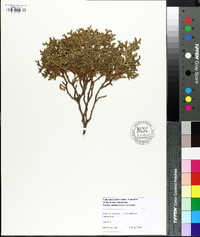 Thuja occidentalis image