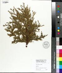 Thuja plicata image