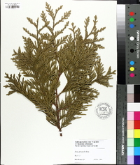 Thuja plicata image