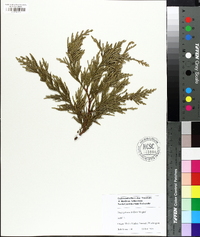 Thuja plicata image