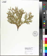 Thuja plicata image