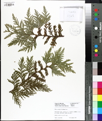 Thuja standishii image
