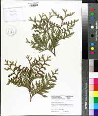 Thuja standishii image