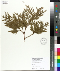 Thuja standishii image