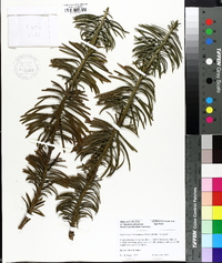 Cephalotaxus harringtonia image