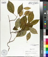 Schisandra glabra image