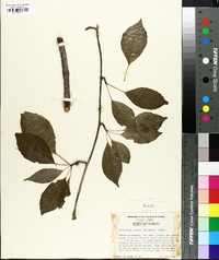 Schisandra glabra image