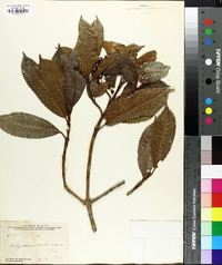 Hedyosmum arborescens image