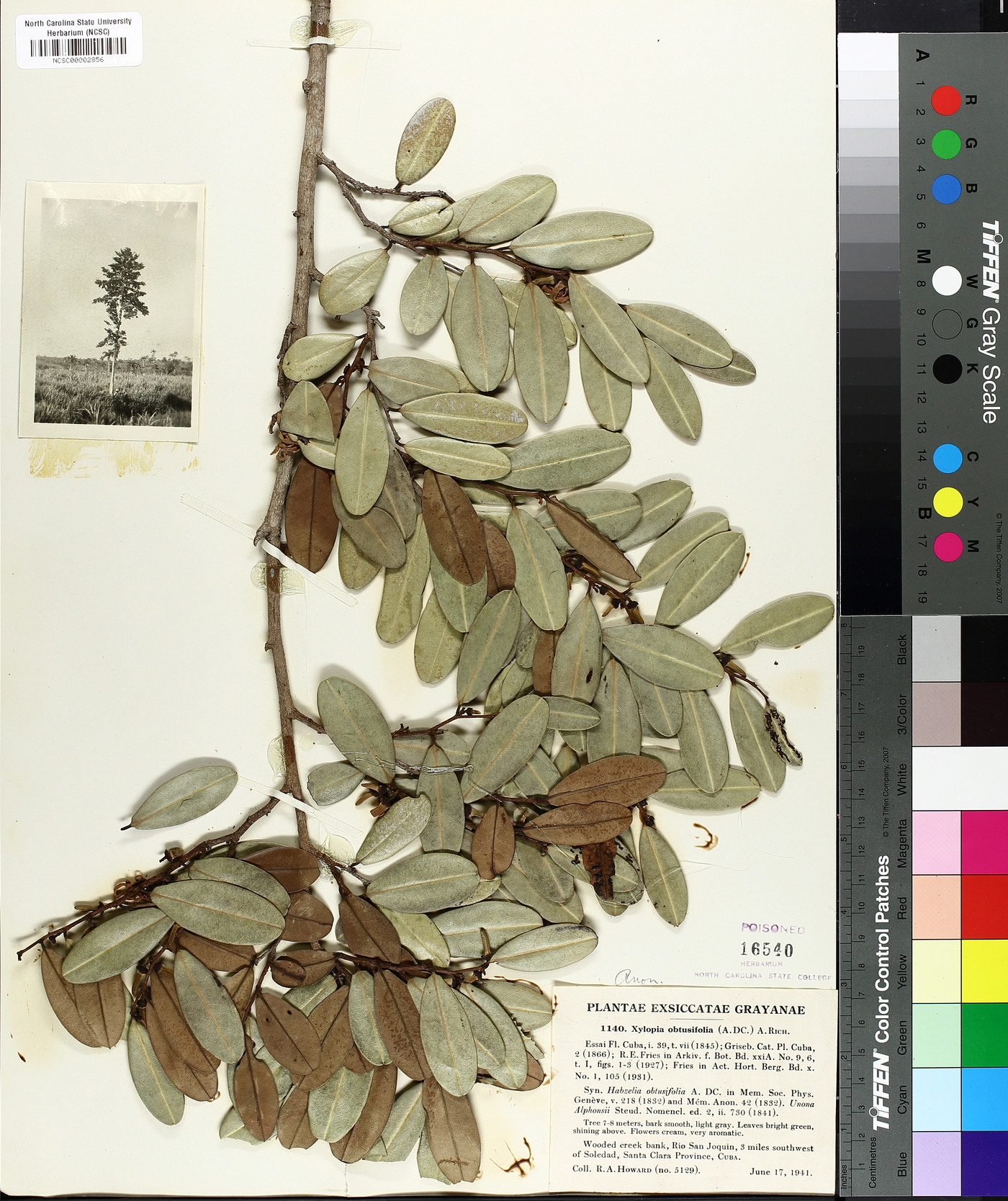 Xylopia fusca image