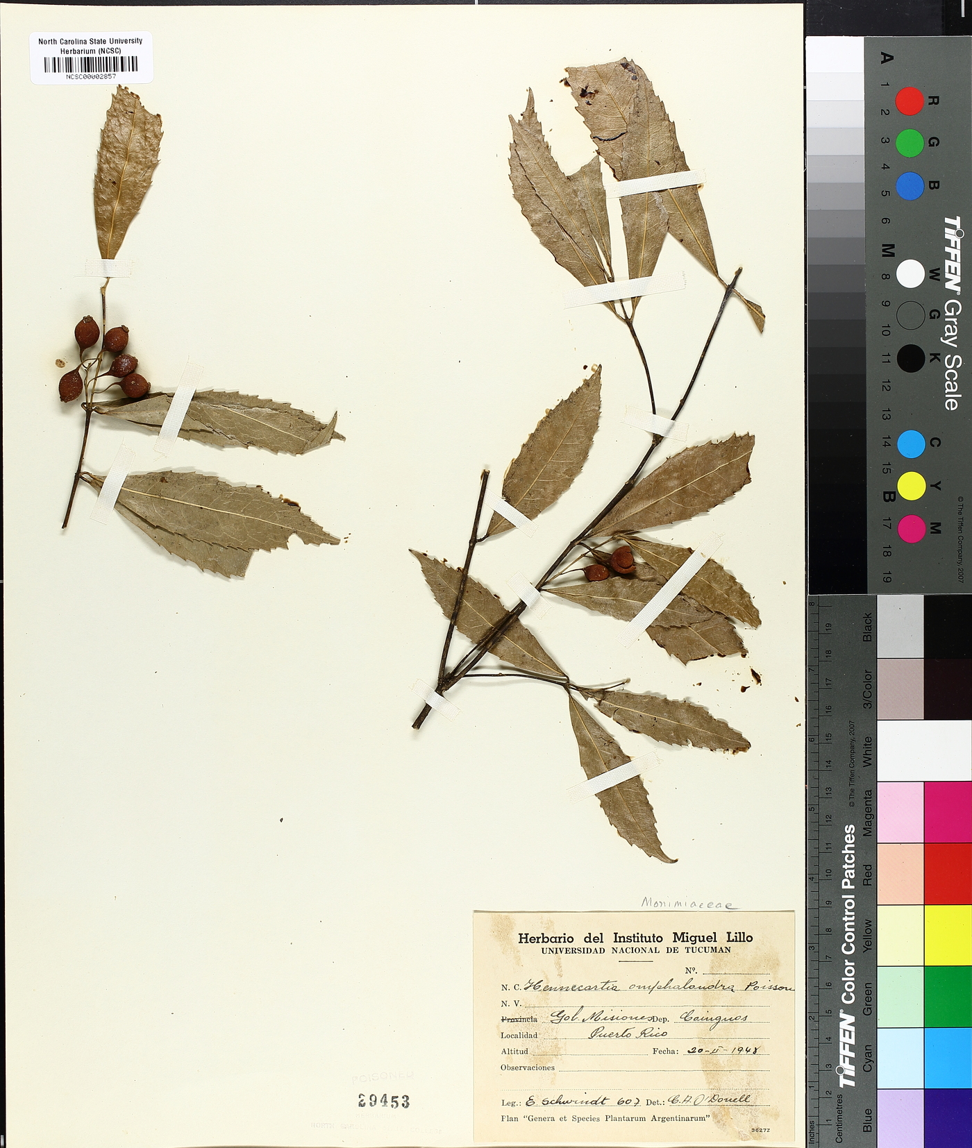 Hennecartia omphalandra image