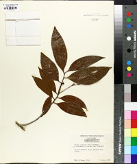 Ocotea coriacea image