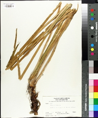 Acorus calamus image