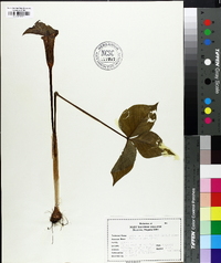 Arisaema atrorubens image