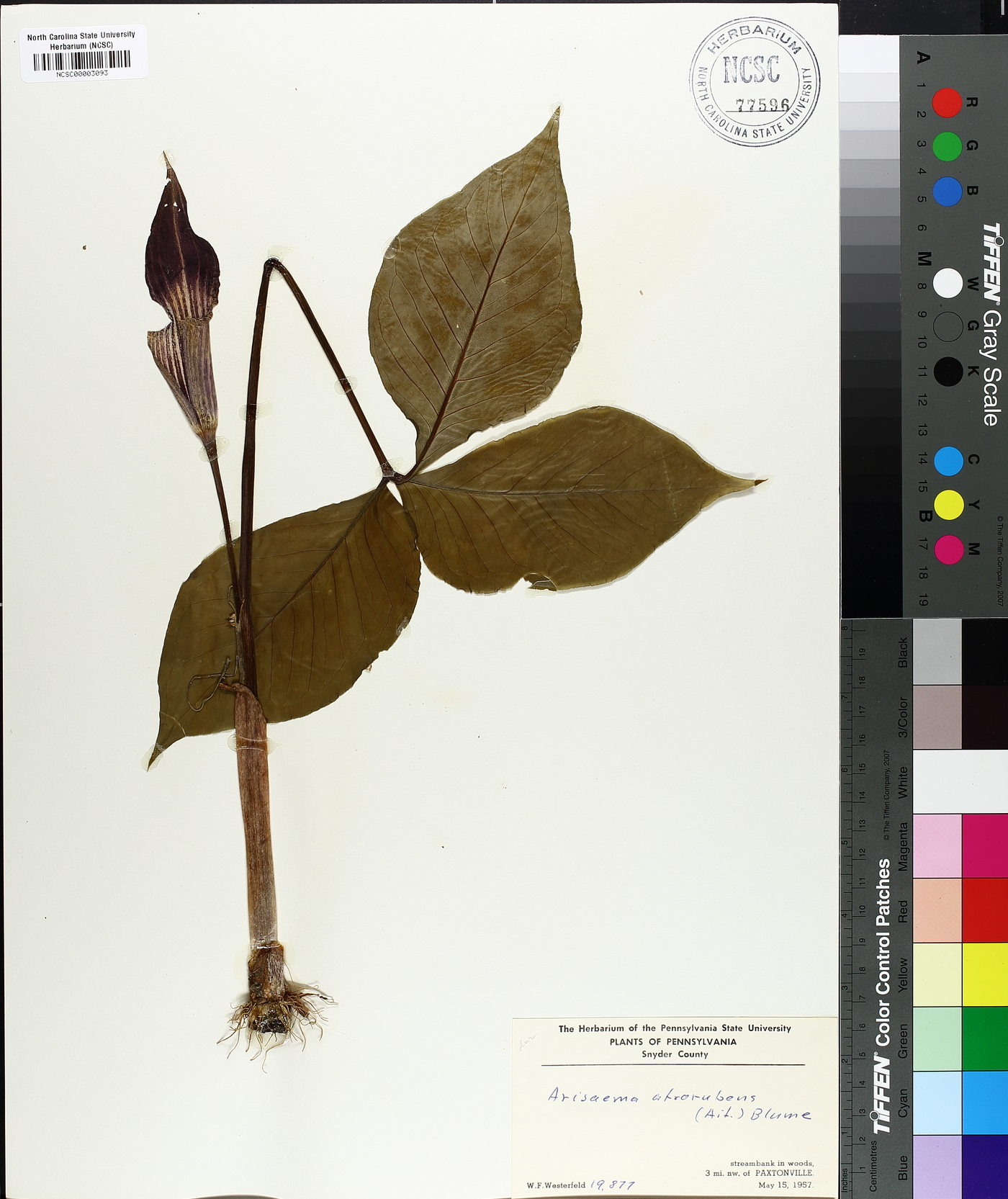 Arisaema atrorubens image
