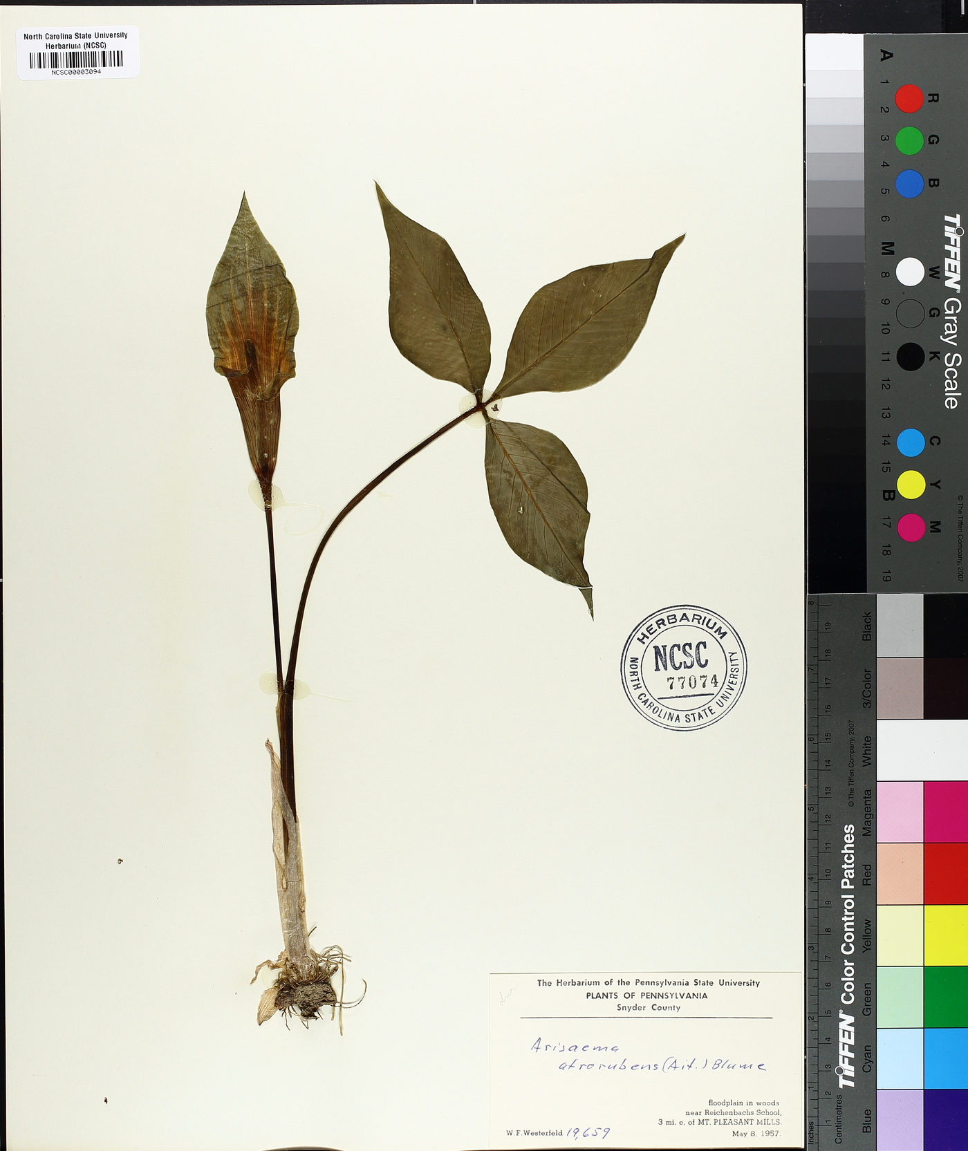 Arisaema atrorubens image