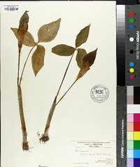 Arisaema atrorubens image