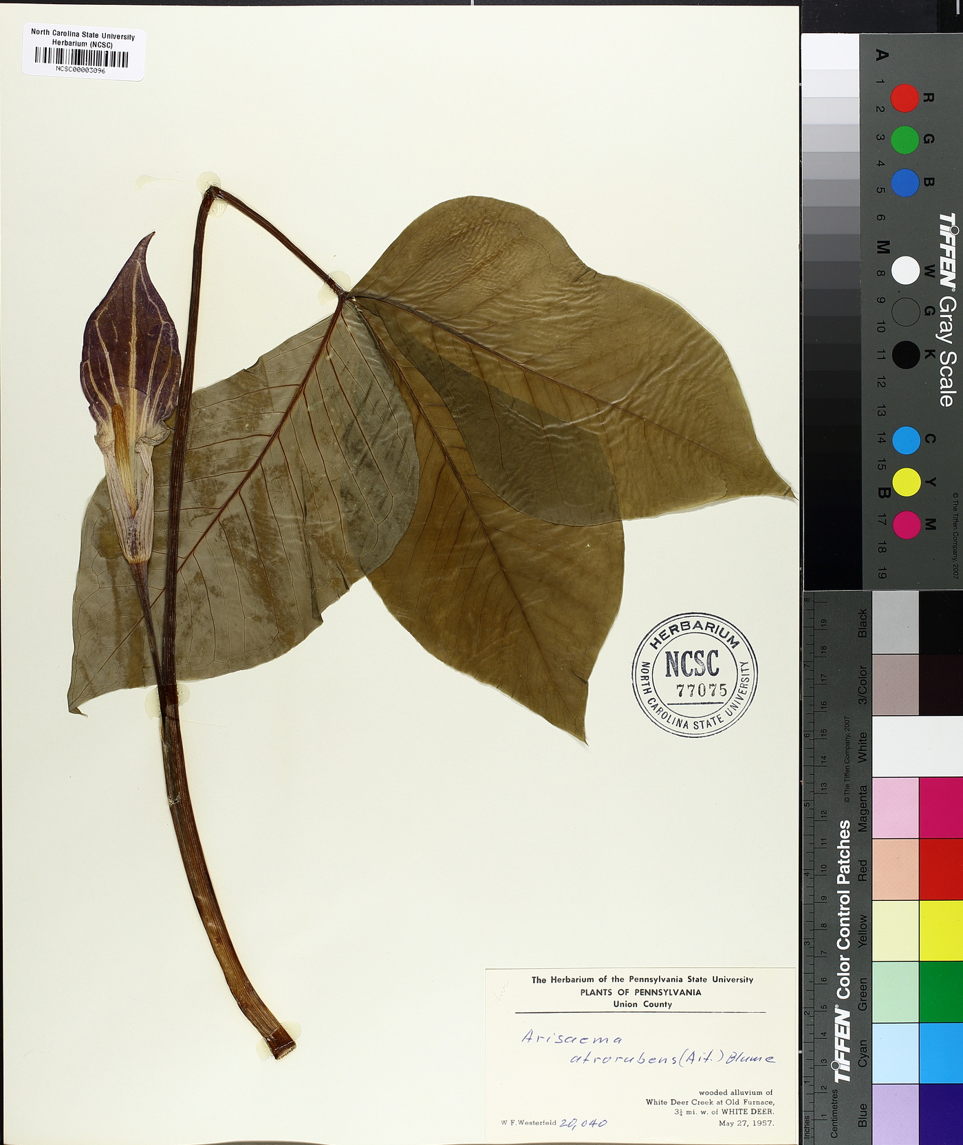 Arisaema atrorubens image