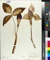 Arisaema atrorubens image