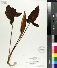 Arum maculatum image