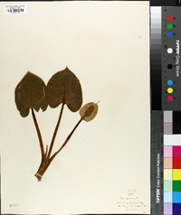 Calla palustris image