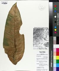 Philodendron inaequilaterum image