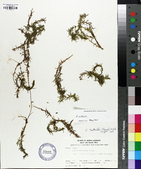 Elodea nuttallii image