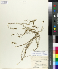 Elodea nuttallii image