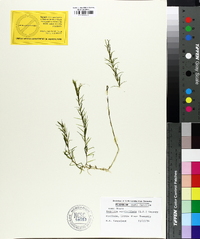 Hydrilla verticillata image