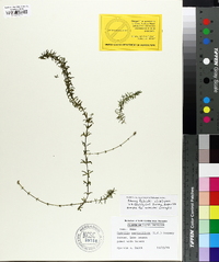 Hydrilla verticillata image