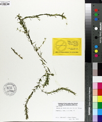 Hydrilla verticillata image