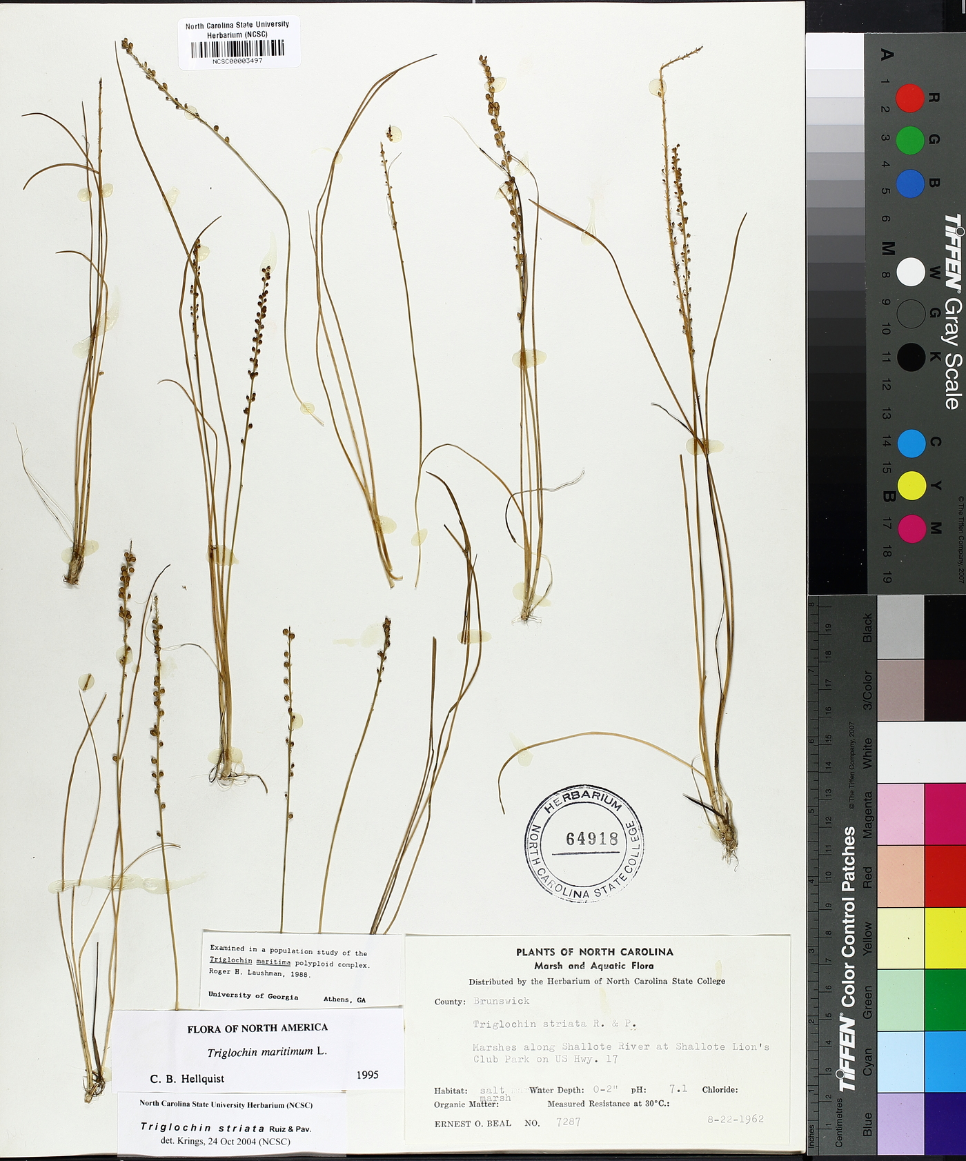 Triglochin striata image