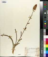 Amianthium muscitoxicum image