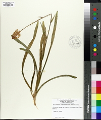 Amianthium muscitoxicum image