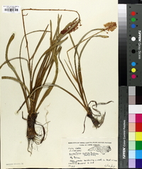 Amianthium muscitoxicum image