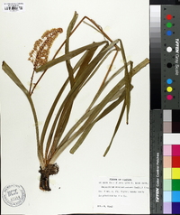 Amianthium muscitoxicum image