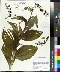 Veratrum viride image