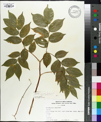 Disporum lanuginosum image