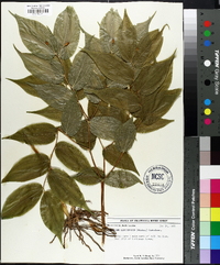 Disporum lanuginosum image