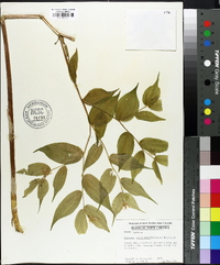 Disporum lanuginosum image